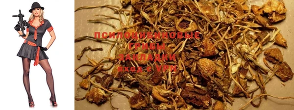 шишки Белоозёрский