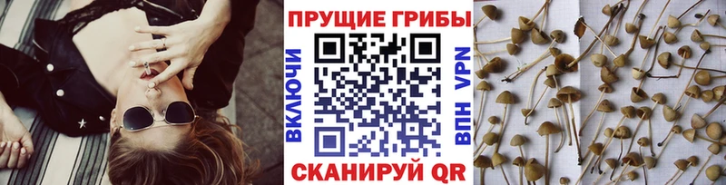 мега сайт  Высоковск  Галлюциногенные грибы GOLDEN TEACHER 